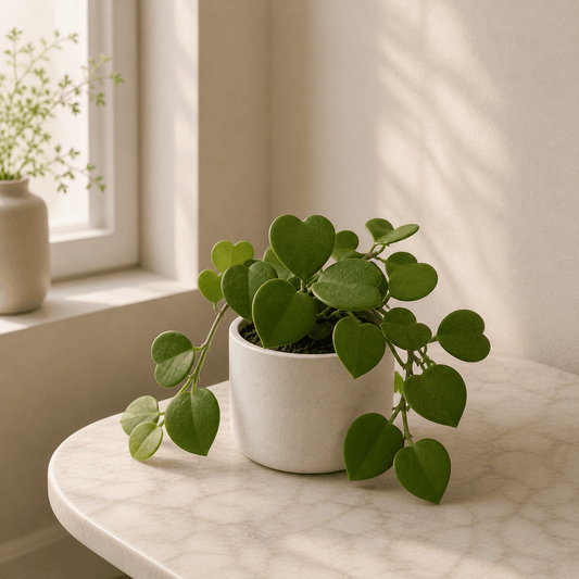 Hoya Kerrii - Heart Plant | Lucky Heart | Ceramic Pot - Indoor Plant - MeraGamla