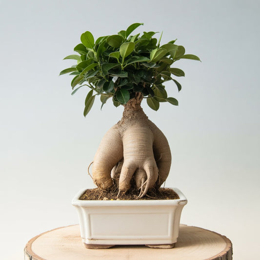 Ficus Ginseng Bonsai - 3-4 Year Old | Living Art