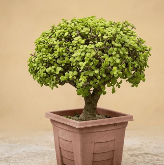 Jade Bonsai - 6 - 7 Year Old Lucky Money Tree | Indoor & Outdoor | Portulacaria Afra - Bonsai - MeraGamla
