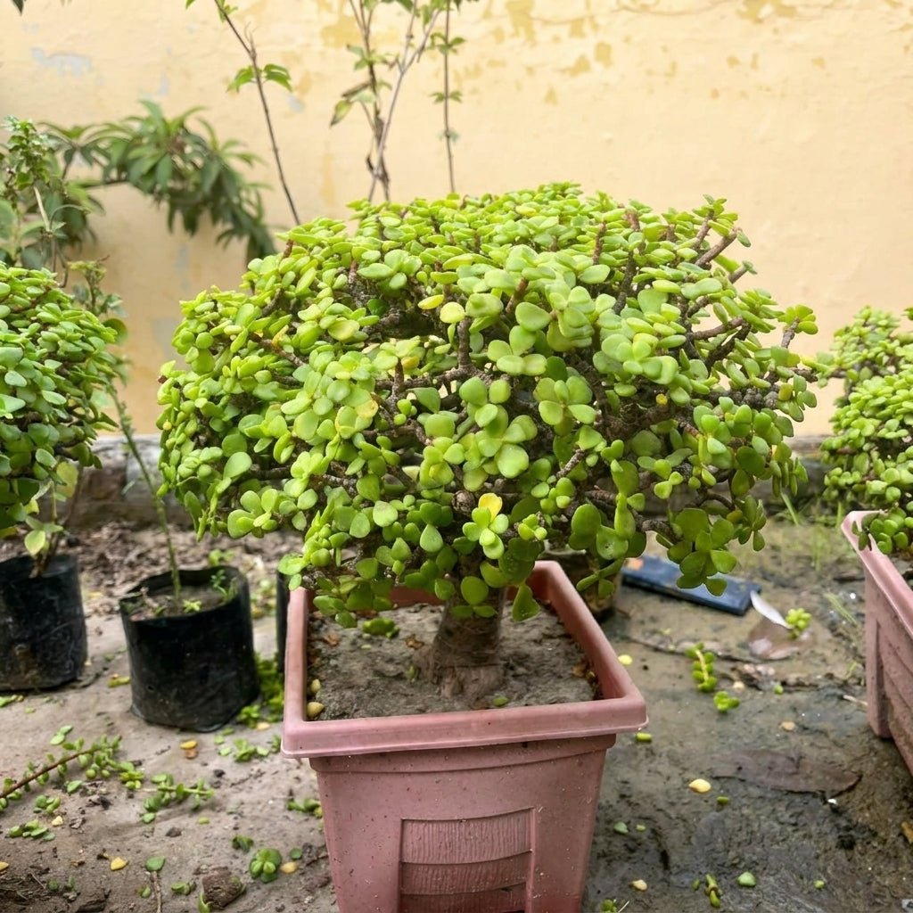 Jade Bonsai 9 - 10 Year Old Lucky Money Tree | Thick Trunk | Indoor & Outdoor - Bonsai - MeraGamla