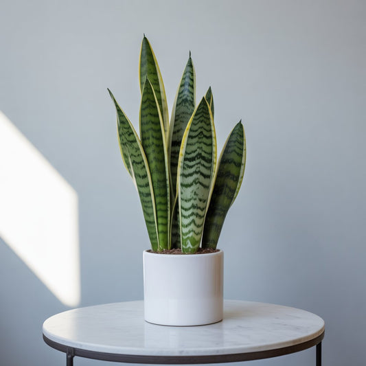 Snake Plant - Grows in Dark, Purifies at Night | NASA Approved - Indoor Plant - MeraGamla