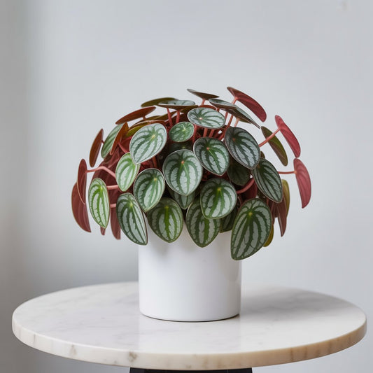 Watermelon Peperomia - Nature's Most Artistic Plant - Indoor Plant - MeraGamla