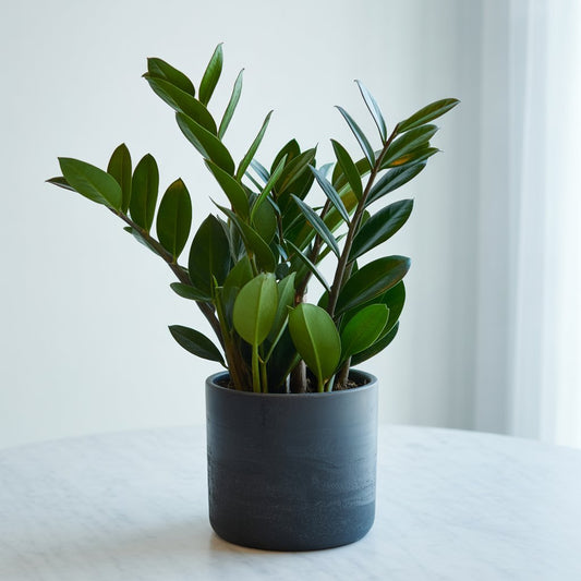 ZZ Plant (Zamioculcas Zamiifolia) - Indoor Air Purifier | Low Light | Beginner Friendly - Indoor Plant - MeraGamla
