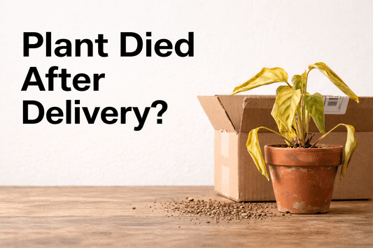 Why Your Online Plant Died - And How to Avoid It - MeraGamla