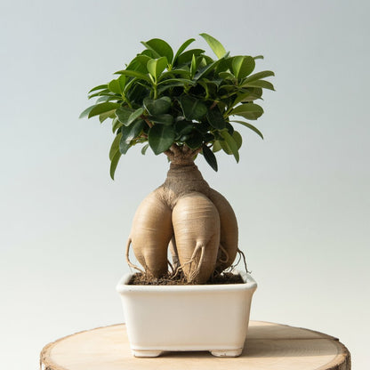 Ficus Ginseng Bonsai - 3-4 Year Old | Living Art