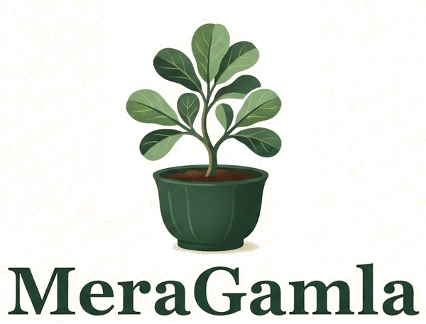 MeraGamla