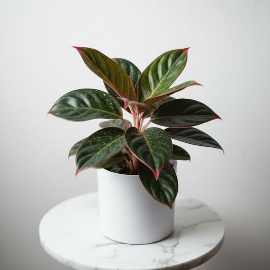 Aglaonema Red Lipstick - Colourful Indoor Plant | Air Purifier | Low Maintenance - Indoor Plant - MeraGamla