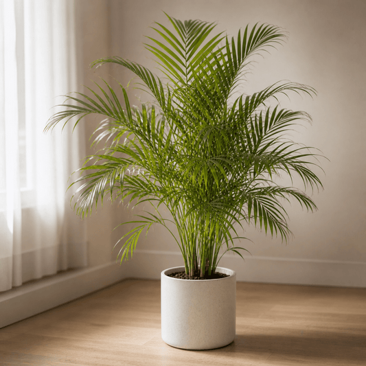 Areca Palm - Natural Air Humidifier | Indoor Air Purifier - Indoor Plant - MeraGamla