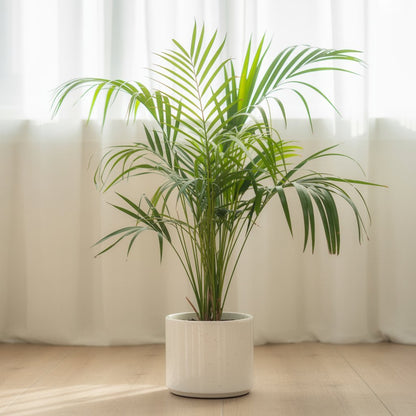 Areca Palm - Natural Air Humidifier | Indoor Air Purifier - Indoor Plant - MeraGamla