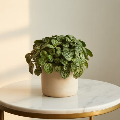 Fittonia Green - Nerve Plant | Indoor Plant - Indoor Plant - MeraGamla