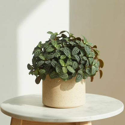 Fittonia Green - Nerve Plant | Indoor Plant - Indoor Plant - MeraGamla