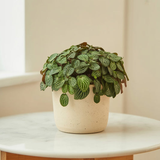Fittonia Green - Nerve Plant | Indoor Plant - Indoor Plant - MeraGamla