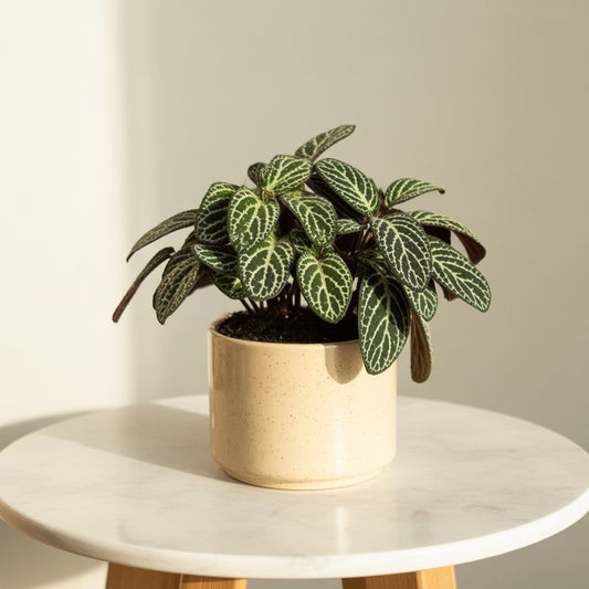 Fittonia Green - Nerve Plant | Indoor Plant - Indoor Plant - MeraGamla