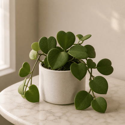 Hoya Kerrii - Heart Plant | Lucky Heart | Ceramic Pot - Indoor Plant - MeraGamla
