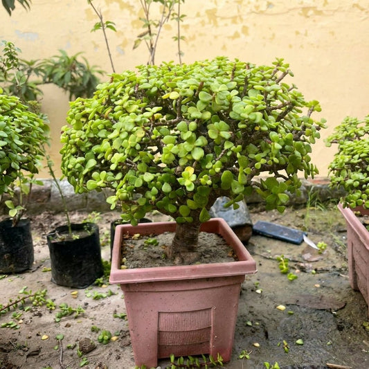 Jade Bonsai - 6 - 7 Year Old Lucky Money Tree | Indoor & Outdoor | Portulacaria Afra - Bonsai - MeraGamla