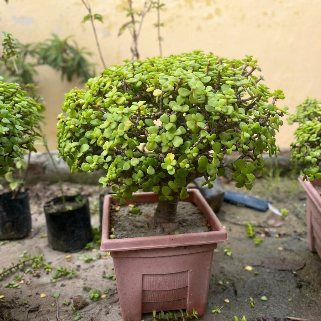 Jade Bonsai - 6 - 7 Year Old Lucky Money Tree | Indoor & Outdoor | Portulacaria Afra - Bonsai - MeraGamla