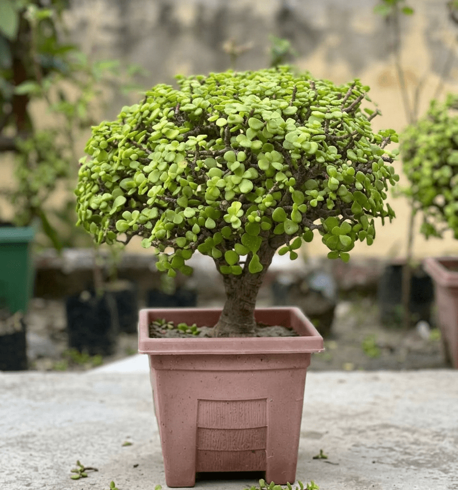 Jade Bonsai - 6 - 7 Year Old Lucky Money Tree | Indoor & Outdoor | Portulacaria Afra - Bonsai - MeraGamla