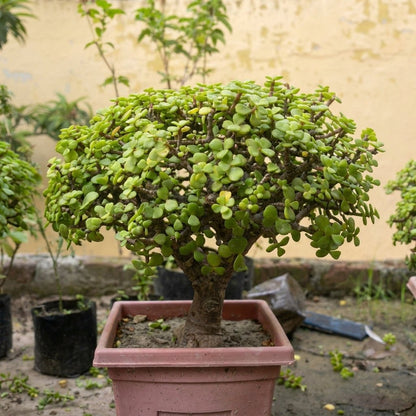 Jade Bonsai - 6 - 7 Year Old Lucky Money Tree | Indoor & Outdoor | Portulacaria Afra - Bonsai - MeraGamla