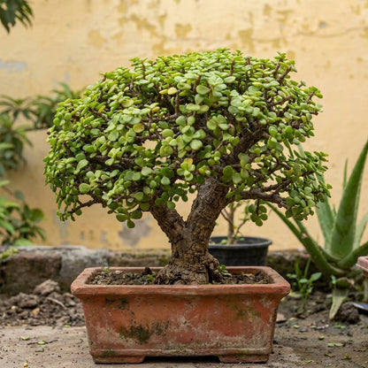 Jade Bonsai 9 - 10 Year Old Lucky Money Tree | Thick Trunk | Indoor & Outdoor - Bonsai - MeraGamla