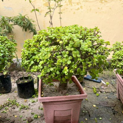 Jade Bonsai 9 - 10 Year Old Lucky Money Tree | Thick Trunk | Indoor & Outdoor - Bonsai - MeraGamla