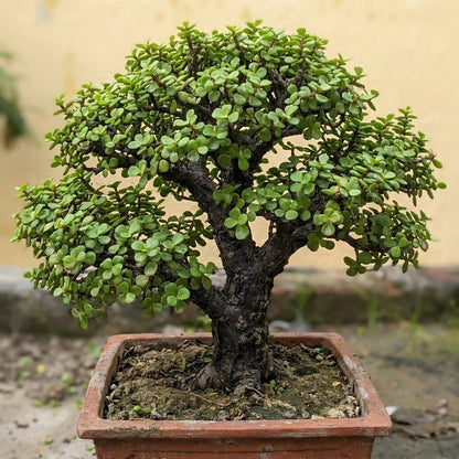 Jade Bonsai 9 - 10 Year Old Lucky Money Tree | Thick Trunk | Indoor & Outdoor - Bonsai - MeraGamla