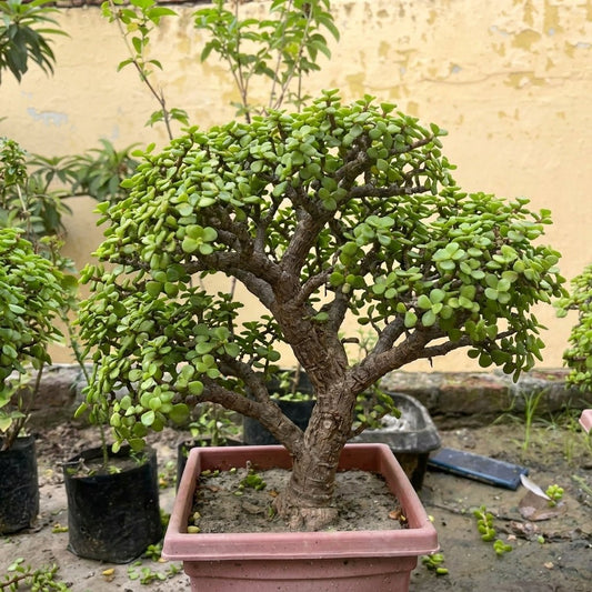 Jade Bonsai 9 - 10 Year Old Lucky Money Tree | Thick Trunk | Indoor & Outdoor - Bonsai - MeraGamla