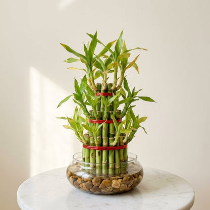 Lucky Bamboo 3 - Layer - Feng Shui Plant - Indoor Plant - MeraGamla