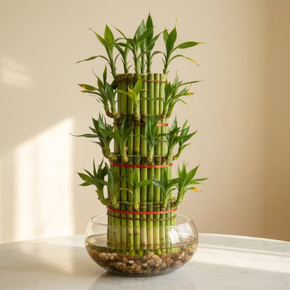 Lucky Bamboo 3 - Layer - Feng Shui Plant - Indoor Plant - MeraGamla