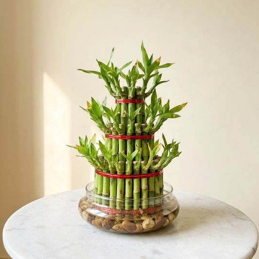 Lucky Bamboo 3 - Layer - Feng Shui Plant - Indoor Plant - MeraGamla