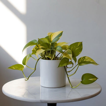 Money Plant - Golden Pothos | Air Purifier | Good Luck - Money Plant - MeraGamla
