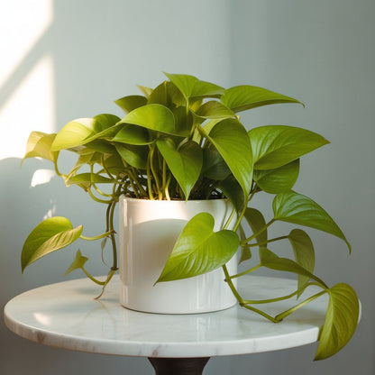 Money Plant - Golden Pothos | Air Purifier | Good Luck - Money Plant - MeraGamla
