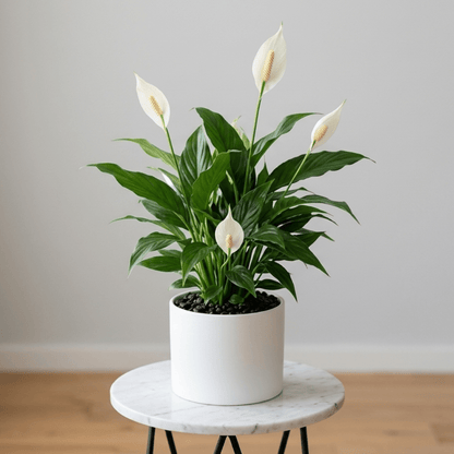 Peace Lily - Flowering Air Purifier | NASA Approved - Indoor Plant - MeraGamla