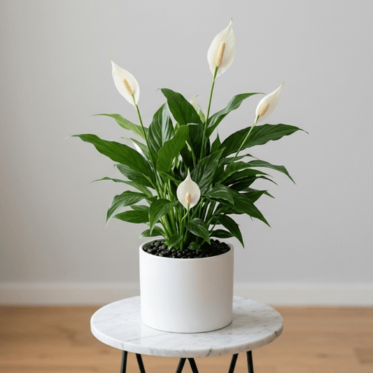 Peace Lily - Flowering Air Purifier | NASA Approved - Indoor Plant - MeraGamla