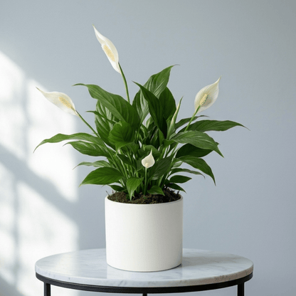 Peace Lily - Flowering Air Purifier | NASA Approved - Indoor Plant - MeraGamla