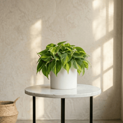 Philodendron Brasil - Trailing Heart - Leaf | Indoor Plant - Indoor Plant - MeraGamla