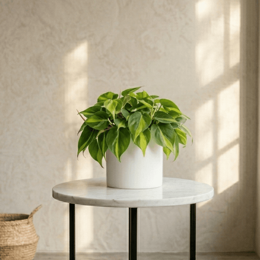 Philodendron Brasil - Trailing Heart - Leaf | Indoor Plant - Indoor Plant - MeraGamla
