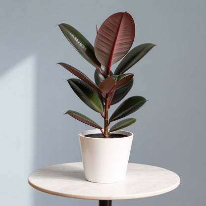 Rubber Plant Burgundy - Dark Dramatic Leaves | Statement Indoor Plant - Indoor Plant - MeraGamla
