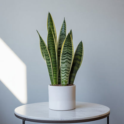 Snake Plant - Grows in Dark, Purifies at Night | NASA Approved - Indoor Plant - MeraGamla