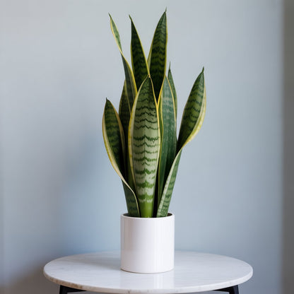 Snake Plant - Grows in Dark, Purifies at Night | NASA Approved - Indoor Plant - MeraGamla