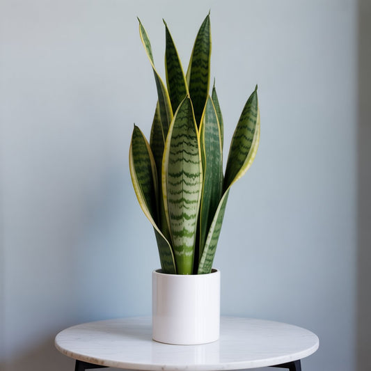 Snake Plant - Grows in Dark, Purifies at Night | NASA Approved - Indoor Plant - MeraGamla