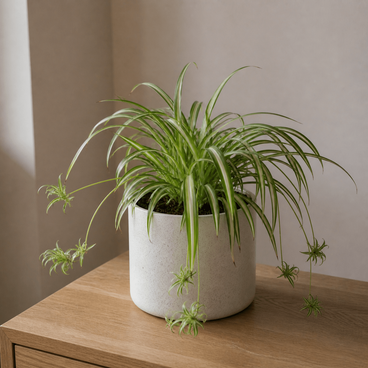 Spider Plant - Pet Safe Air Purifier | Ceramic Pot - Indoor Plant - MeraGamla