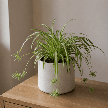 Spider Plant - Pet Safe Air Purifier | Ceramic Pot - Indoor Plant - MeraGamla
