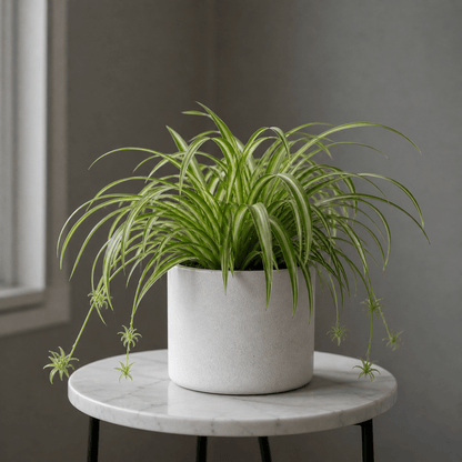Spider Plant - Pet Safe Air Purifier | Ceramic Pot - Indoor Plant - MeraGamla