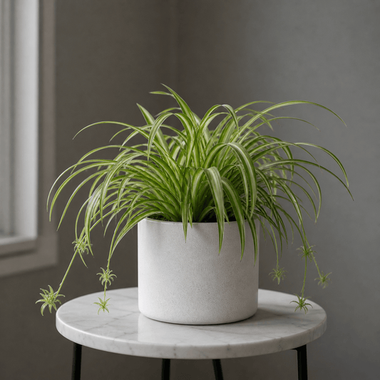 Spider Plant - Pet Safe Air Purifier | Ceramic Pot - Indoor Plant - MeraGamla