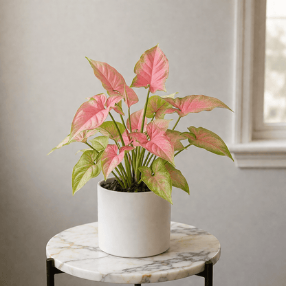Syngonium Pink - Arrowhead Plant | Ceramic Pot - Indoor Plant - MeraGamla
