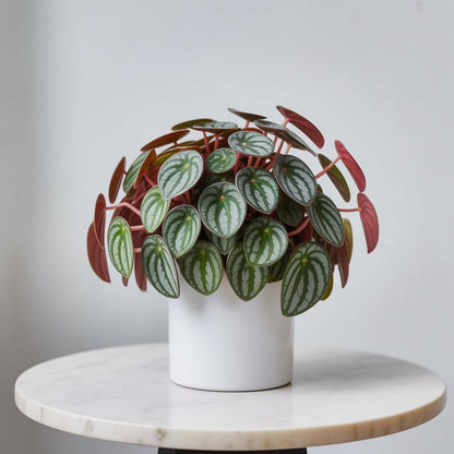 Watermelon Peperomia - Nature's Most Artistic Plant - Indoor Plant - MeraGamla