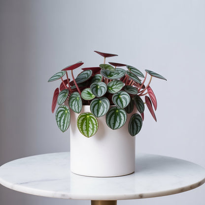 Watermelon Peperomia - Nature's Most Artistic Plant - Indoor Plant - MeraGamla