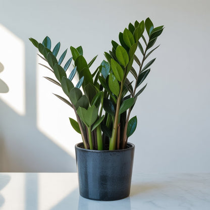 ZZ Plant (Zamioculcas Zamiifolia) - Indoor Air Purifier | Low Light | Beginner Friendly - Indoor Plant - MeraGamla