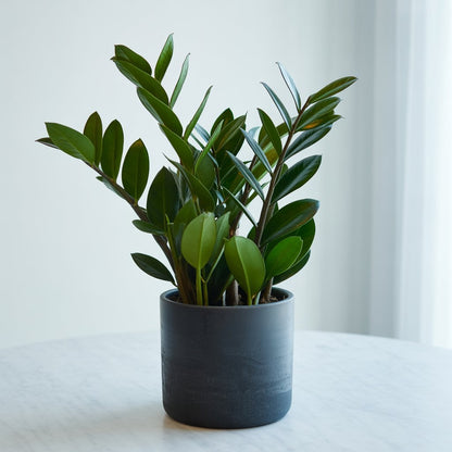 ZZ Plant (Zamioculcas Zamiifolia) - Indoor Air Purifier | Low Light | Beginner Friendly - Indoor Plant - MeraGamla